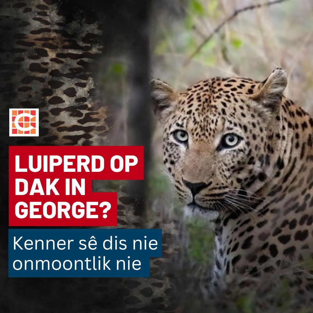 LNN_Caxton's tweet photo. Caxton Netwerk-nuus | Die inwoners van Denneoord is al gewoond aan al die wildediere in hulle omgewing, maar toe gerugte oor ’n luiperd die ronde doen, was die gort behoorlik gaar.

Lees meer hier: https://t.co/xuTGL17c97  

#CaxtonNetwerkNuus https://t.co/dr5R7tBETA