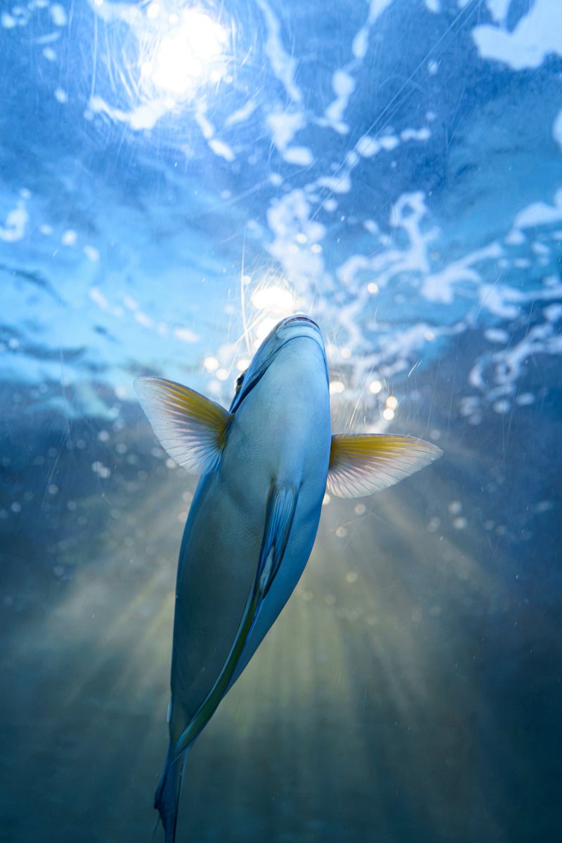 hydrogen_sknb's tweet photo. しながわ水族館に行ってきました https://t.co/qvZXuvKOxJ