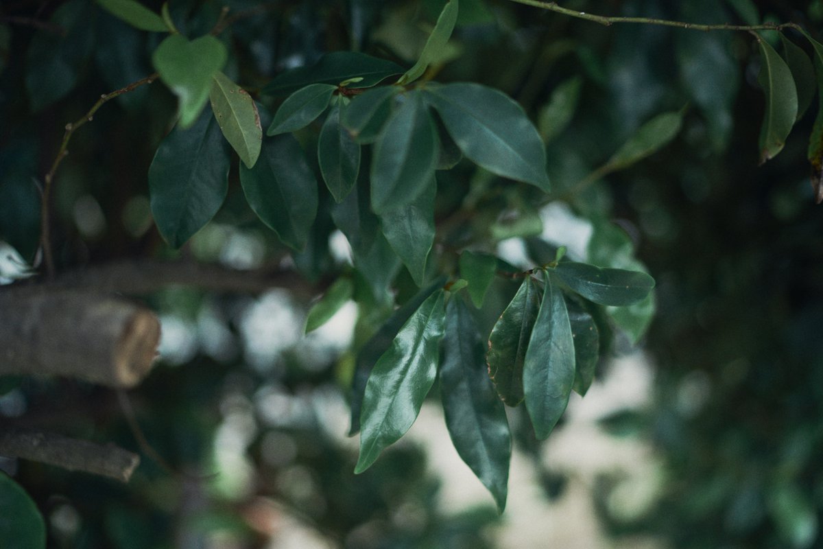 gen_san47's tweet photo. α7 Ⅳ               
Distagon T* FE 35mm F1.4 ZA https://t.co/kJWoBAGB3j