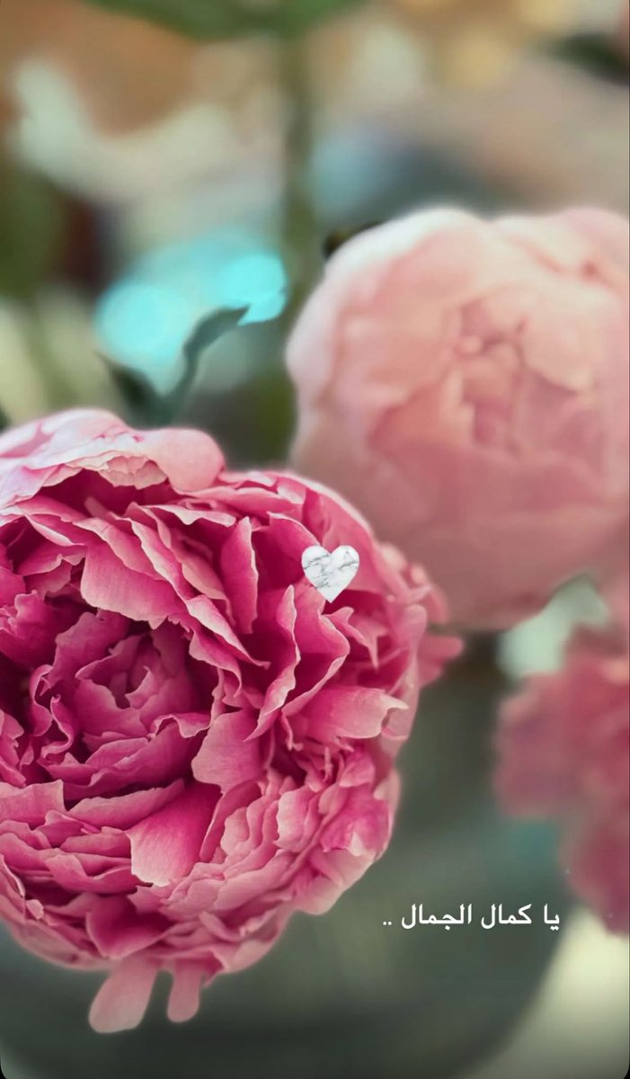 alrobiesh's tweet photo. 🦋

#صباح_ومسا_الحب_يادنيا✨

"جرب ألا تقول شيئًا سيئًا عن أحد"
#أمل_السهلاوي

                🕊️💕🎀 https://t.co/Q5c1r89tpN