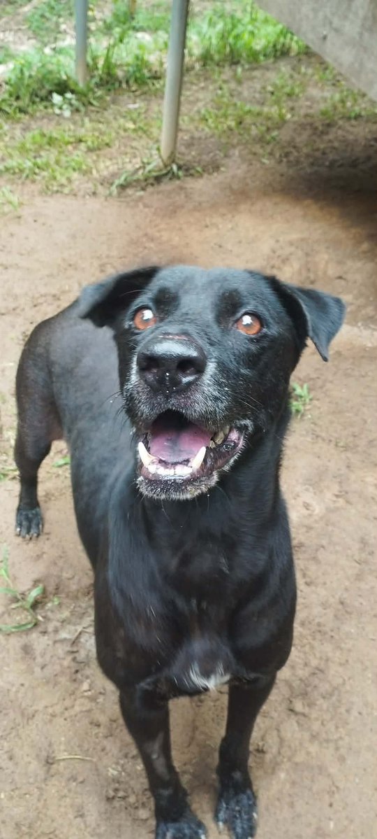 AssoSana8800's tweet photo. Bienvenue à Ebony et Jackson ! 🐾
Après un passage à l’ENP pour recevoir des soins suite à leur transfert du refuge de Buriram, nos 2 loulous sont enfin arrivés au sanctuaire. ❤️
Une nouvelle vie commence. 🏡✨
#BienvenueEbonyEtJackson #SecondeChance #Sanctuaire 🐾💕 https://t.co/TJLzH5tXgu