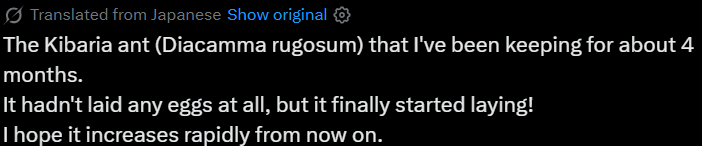 Moldau08's tweet photo. @AntRoom_taku Beautiful ant, but X is spreading lies. It says キバハリアリis Diacamma when translated to English😭 https://t.co/XpdyrDXjYh