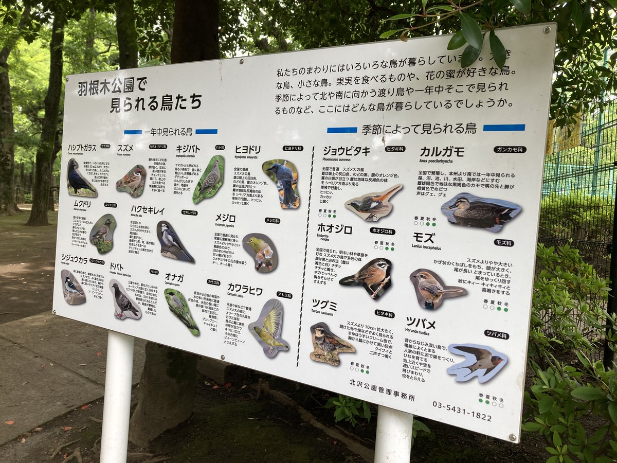 kikumap's tweet photo. 狩猟免許で勉強したのを思い出す
#鳥
#羽根木公園
#世田谷 https://t.co/wHUYFwWaFs