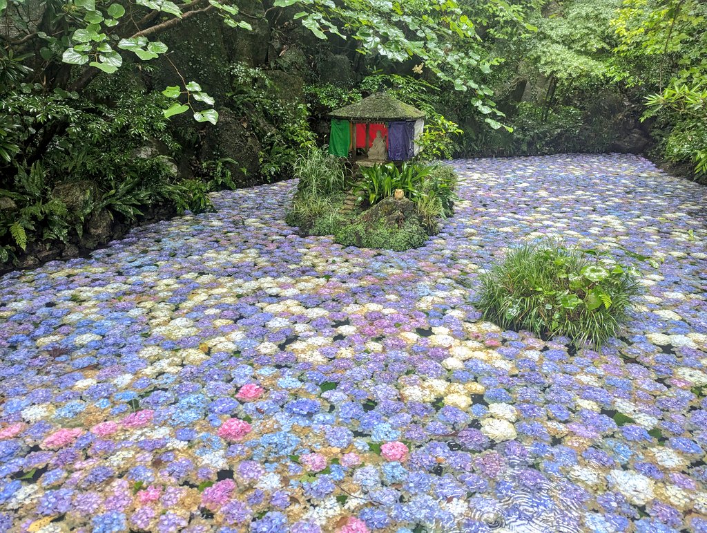 eki_pi's tweet photo. 南蔵院の紫陽花祭りに行ってきました🌸色とりどりの紫陽花が池に浮かんでるの綺麗だった☺️昨年は平日の夜に行って、あまりに人が多すぎて諦めて帰ったけど、平日昼、大雨の最高の状況で行けてよかった︎︎🥰平日昼、大雨の割には人は多かったけど。w https://t.co/G0Pje2iNT2