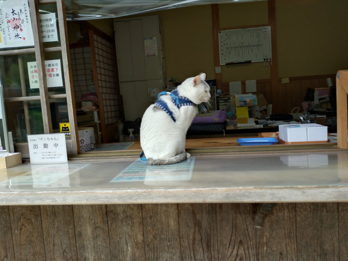 テンちゃん 本日の勤務態度 なんだか おじさんくさい顔
