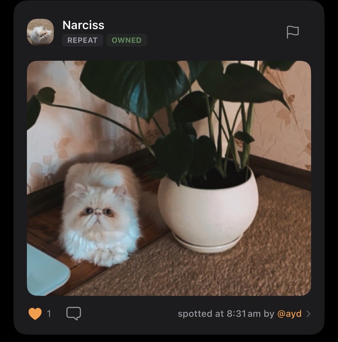 catchcatsapp's tweet photo. guys we just hit over 5,000 users.. thank u so much for all the beautiful cat posts :’)) 

here are some of our favorite Catches from this morning!

happy catching :3 https://t.co/xXge8HSMUB