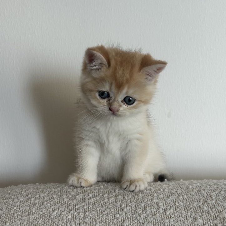ARET1433's tweet photo. ⋆˚🐾˖° #FirstOne 🐈 https://t.co/VMojTuv2e8