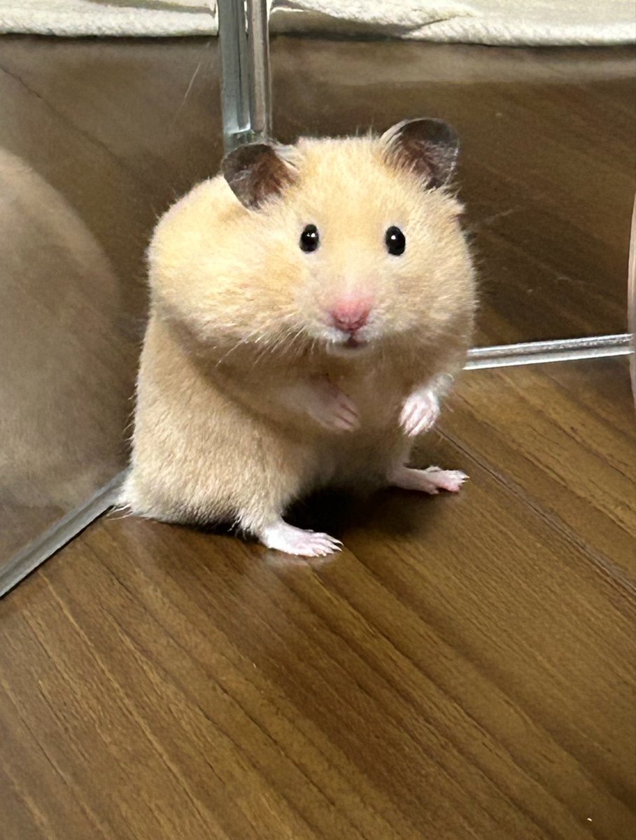 ぼんてん🐹 tweet media