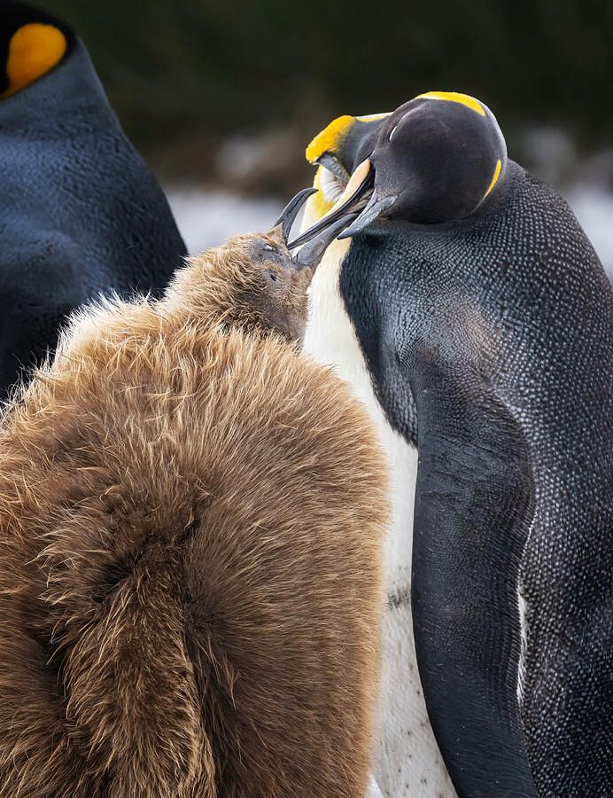 joancarroll's tweet photo. King Penguin Feeding Its Chick! https://t.co/SKoNexBI4t #penguin #kingpenguin #chick #wildlife #wildlifephotography #feeding #birds #birdphotography #southgeorgia #antarctic #parenthood #fluffy #buyart #wallart #artforsale #artstore #travel #travelphotography #wallartforsale #giftideas @joancarroll