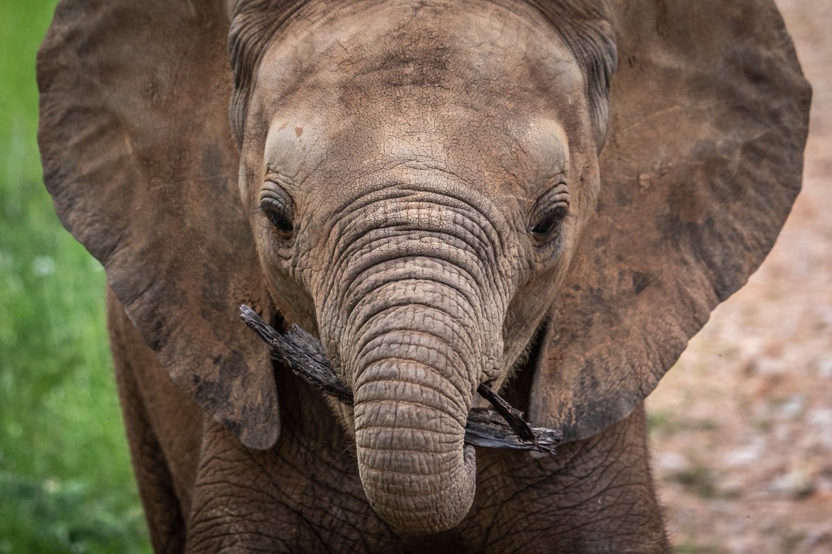 ste_kenya's tweet photo. Celebrating the launch of Genius Loci by artist and STE supporter Sarah Graham, a book inspired by her time in Samburu in 2025. 🎨

Every book purchased helps elephants, with all sale proceeds being donated to STE. Purchase your copy here: https://t.co/X987qid9FM.

📸 @robbielab https://t.co/FAOHGDqfwH