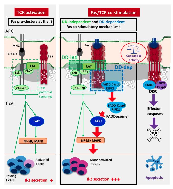 cddpress's tweet photo. “Fas acts as a T cell co-stimulatory receptor via both death domain-independent and -dependent mechanisms”
Fas is not just about #CellDeath but a key player in #Tcells activation ⤵️
https://t.co/EW0UnPGdym https://t.co/nf5qq94JeZ