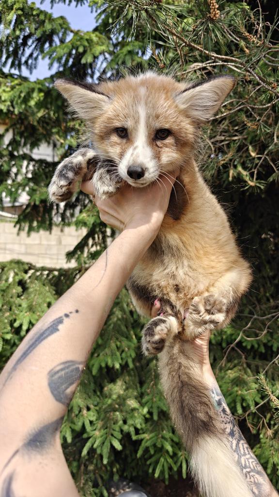 PetsFox's tweet photo. Откровенно говоря я без понятия как взаимодействовать с X, что бы получить охваты или рассказать о себе. 
Если подскажете в комментариях лучшие практике или посоветуете пример популярного канала про животных - буду вам очень признателен!
#fox #animals #pup https://t.co/UvkRdoQTHU