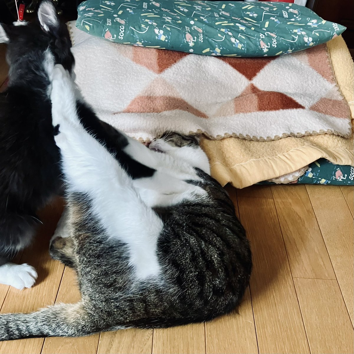 Poco218's tweet photo. 挑発しすぎて毎回足蹴にされてるねこ https://t.co/2V5cLMjahZ