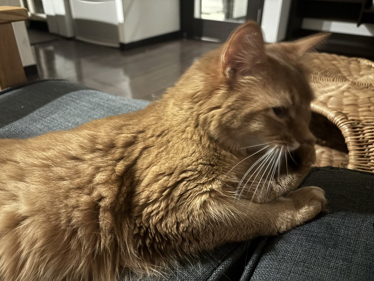meganepanda's tweet photo. 爪のお手入れ🐈 https://t.co/nTBNpk5sfH