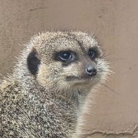 BlueRose0421's tweet photo. ただいまマシェバラにて生配信中です！まさか動物園の応援よろしくお願いします！
#マシェバラ
https://t.co/XGDvnQPnl1

2026-06-23 19:10:01 https://t.co/0H3RiYBRW9