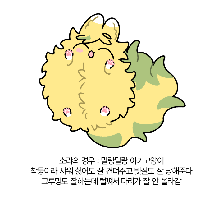 S2_kaosom's tweet photo. 그루밍 스위치 편 https://t.co/bgSmPBgMt4