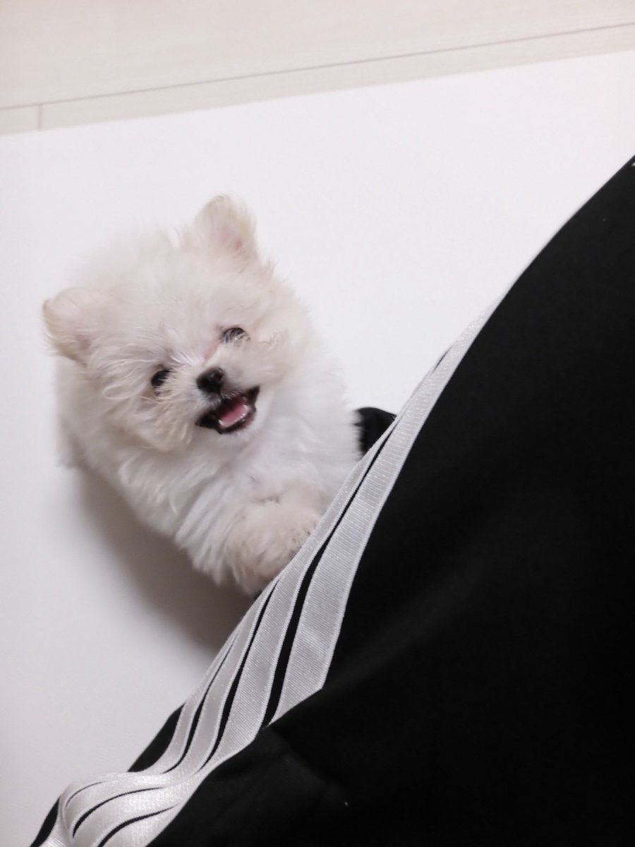 gizmopomemaru's tweet photo. #犬の写真下手くそ選手権　3コママンガ https://t.co/UUl37VaVWk