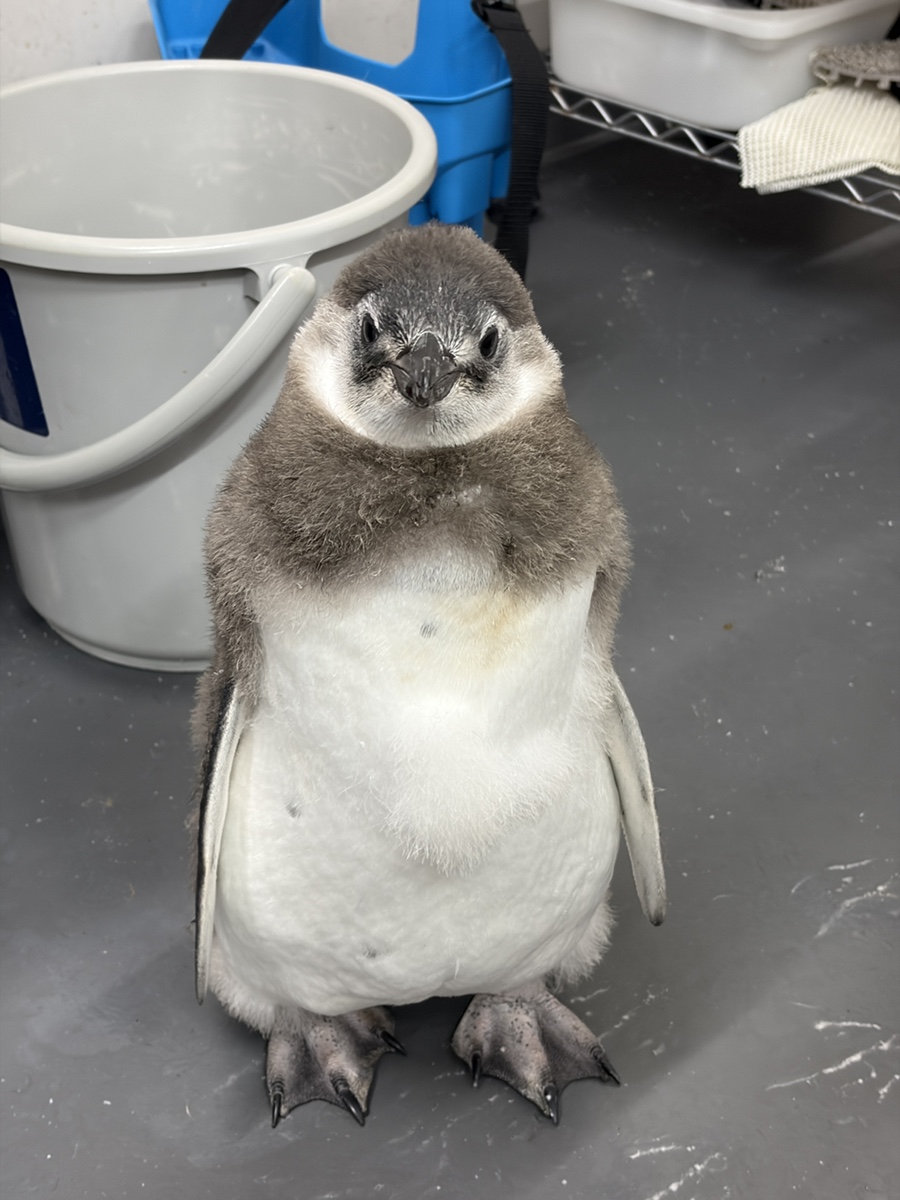 Sumida_Aquarium's tweet photo. 【6/18🐧55日齢のじんべえ】

見てください！！！！！
クマさん？いや、人気キャラクター？の形に綿羽が残っていました🤭✨
1日限りの姿なので、写真をたくさん撮りました！

#すみペン赤ちゃん日誌 https://t.co/zj1Suyn7sV
