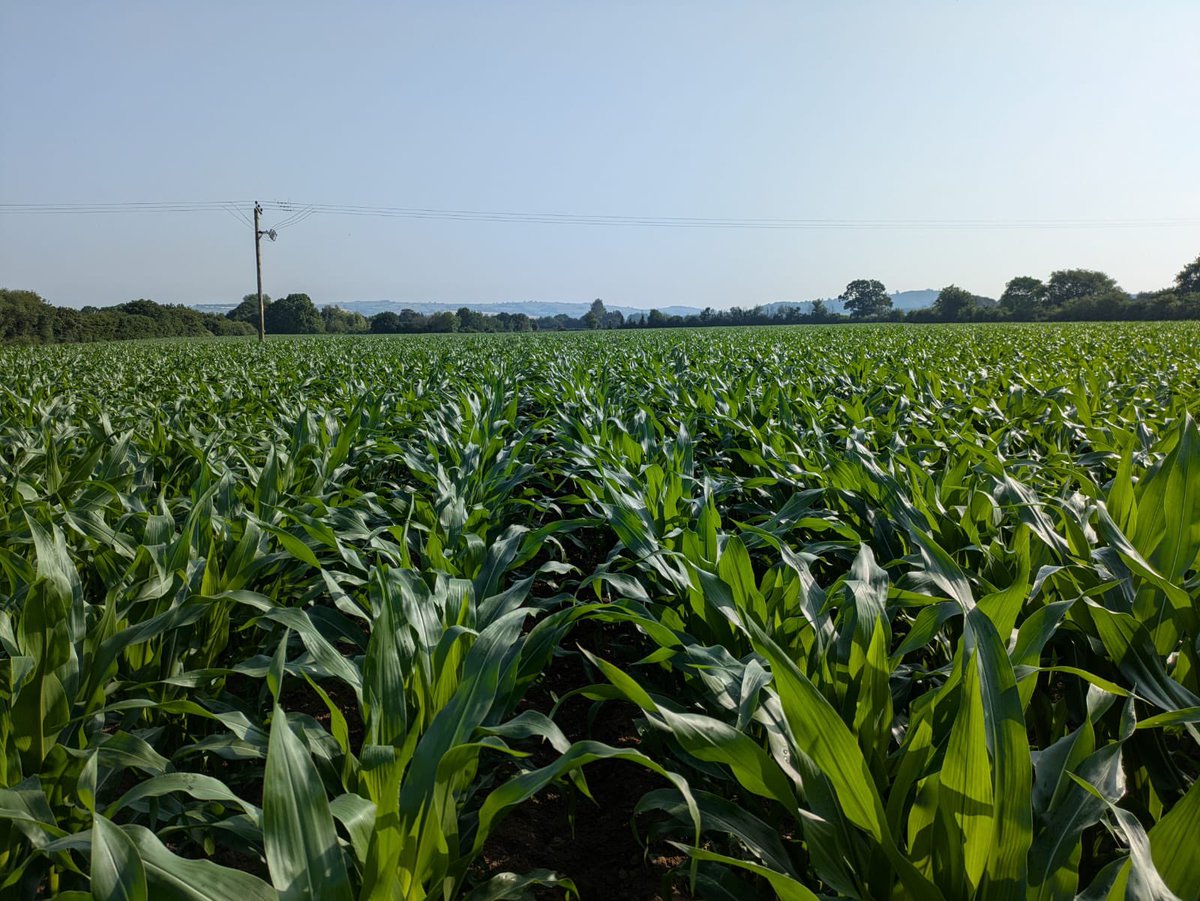 seedspecialist's tweet photo. Customer sent me this just now, saying how terrible his maize was looking π. Older KWSMomont genetics, but still got it! Sadly probably the last year for this variety. #Maize26 https://t.co/TiwZvy3nsY