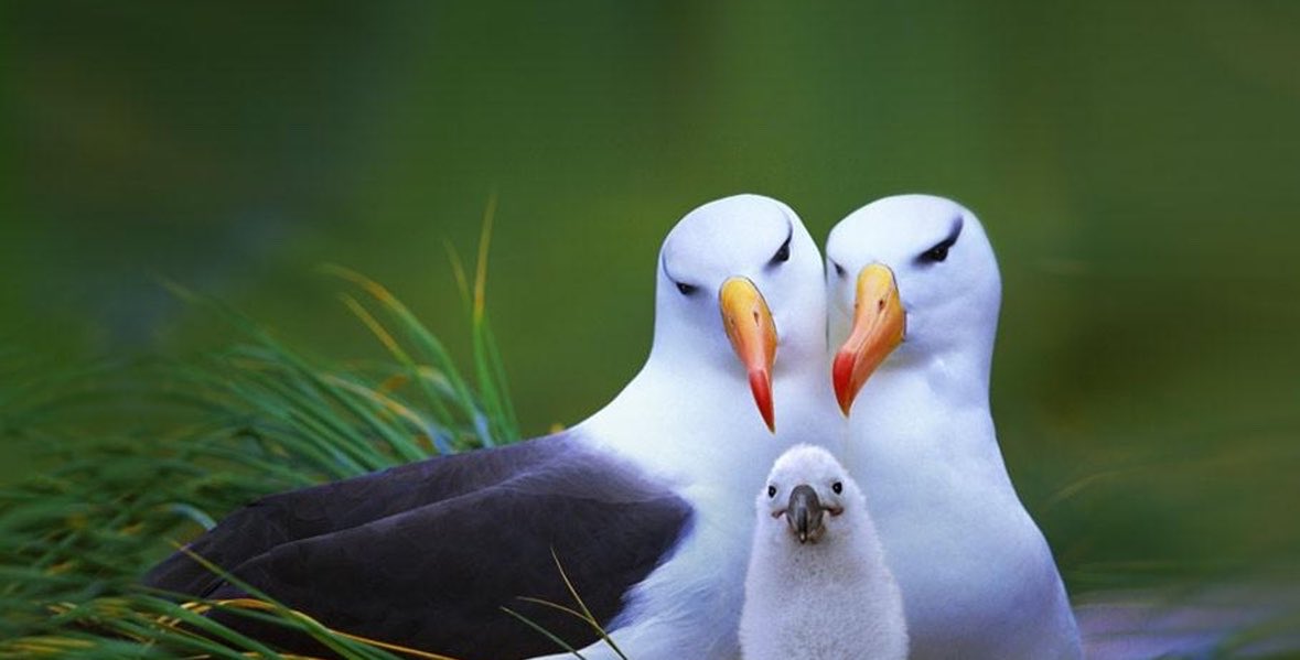 wurooods's tweet photo. Black-browed albatross family https://t.co/b3lYZRGf3E