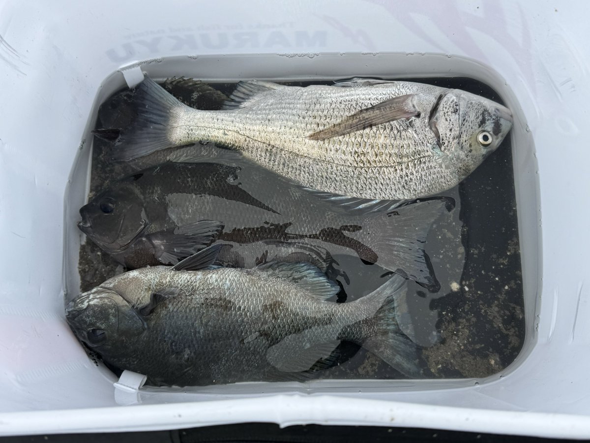 redpepperPS's tweet photo. 今日の修行は数年ぶりの千葉で実施
湾内でなんか釣れたらいいなくらいのノリで来たけどグレ35cmくらいの2枚と足裏1枚、チヌ43cm1枚、写真撮り忘れたけど39cmのアイゴ、なんかでかいボラ2枚と餌取り少々でフィニッシュ
でかいチヌ初めて釣れてよかった https://t.co/kNSN39OkOa