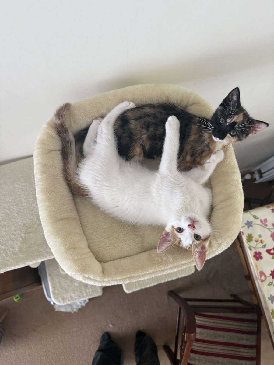 58ash58's tweet photo. @cntfeelher imma be good look at my friends cats tho https://t.co/4j9rEk6xbF