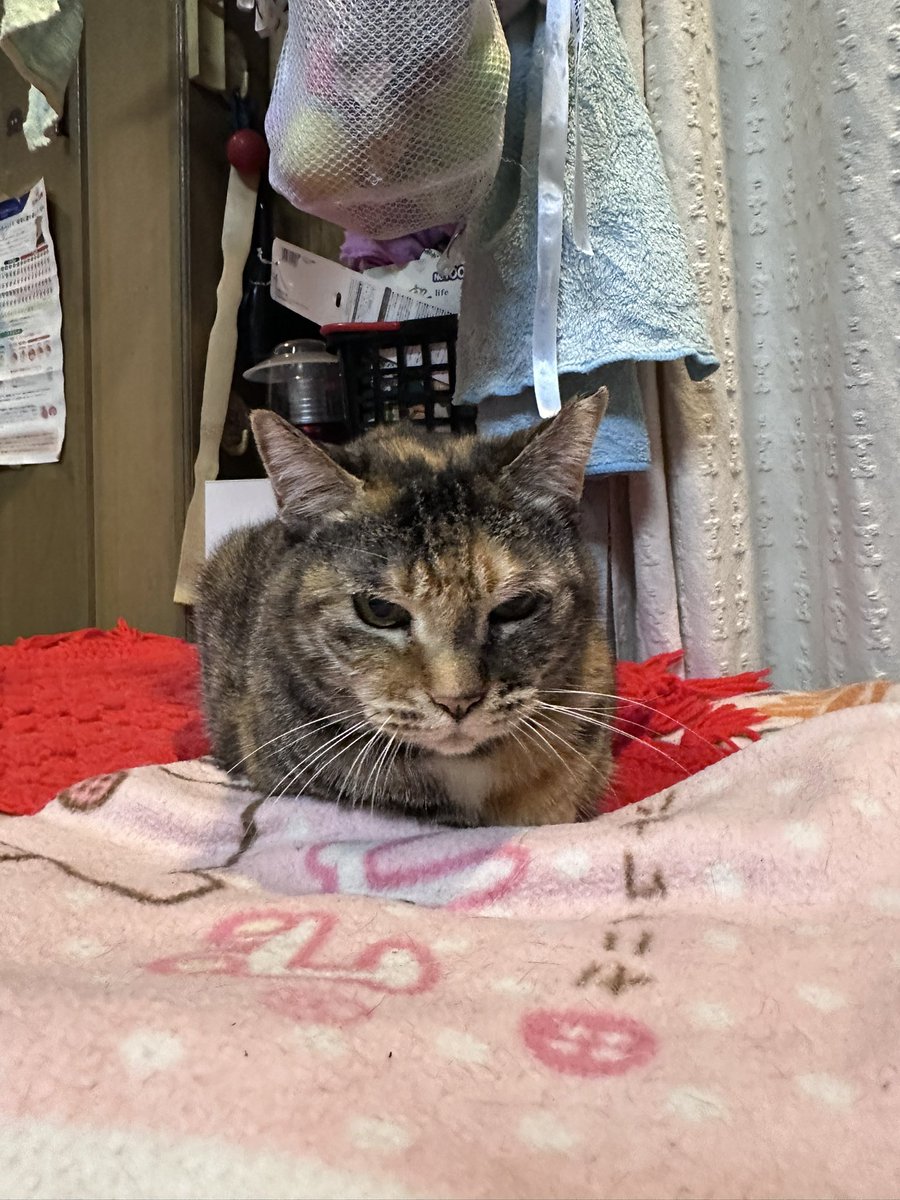 mameta1965's tweet photo. 小夏姐さん驚くべき進歩！
ケージの上に上がるだけでも凄いのに
スリゴロ状態！しかも久しぶりに帰宅した
娘に対しても逃げずにスリゴロ
この調子続いて欲しいなぁ！
#保護猫と暮らす
#サビ三毛 https://t.co/ZTCz2lRXhe