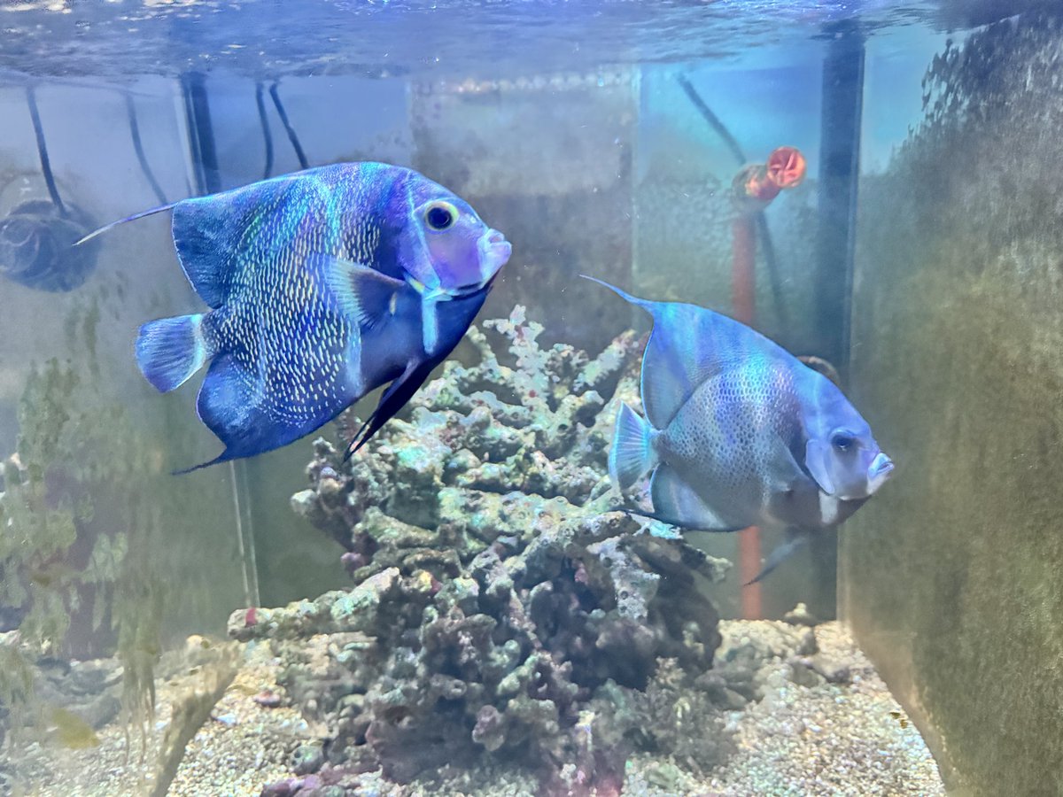 akuro1226's tweet photo. 飼育始めて5年と4年になりました。
成魚カラーになり始めているのが分かる。
どっちも、手のひらサイズになりました。 https://t.co/PPbisWJFDl