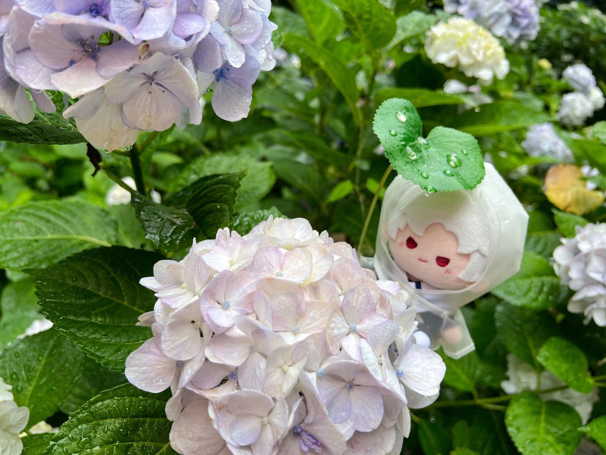 _kijitora_nyan_ tweet picture