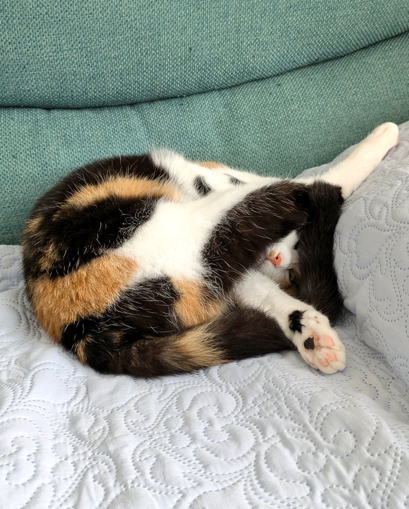 三毛猫様♡ありがとうございます♡ 三毛猫