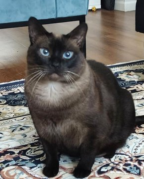 sachikoko's tweet photo. 🙏🏽PLEASE SHARE
🌷Beautiful, Sweet 6YO Seal Point #Siamese Kitty "MOCHA"🌷
📣Needs A Calm, Cat Savvy #FureverHome🏡As Your 1 &amp; Only🐈
▶https://t.co/ry0kwjcTIU
🙏🏽#AdoptDontShop
#Oakland, #CA #SF #BayArea
▶️https://t.co/FCtnqRcx23 
☑Adult Only #CatTownOakland #RehomeHour #US #CATS https://t.co/Jifj5zoo85
