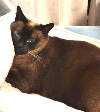 sachikoko's tweet photo. 🙏🏽PLEASE SHARE
🌷Beautiful, Sweet 6YO Seal Point #Siamese Kitty "MOCHA"🌷
📣Needs A Calm, Cat Savvy #FureverHome🏡As Your 1 &amp; Only🐈
▶https://t.co/ry0kwjcTIU
🙏🏽#AdoptDontShop
#Oakland, #CA #SF #BayArea
▶️https://t.co/FCtnqRcx23 
☑Adult Only #CatTownOakland #RehomeHour #US #CATS https://t.co/Jifj5zoo85