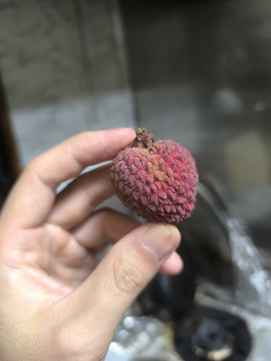 scientist_hid's tweet photo. プラパックの宮崎県産生ライチ

台湾の玉荷包より300円くらい高いけど酸っぱいしシャキシャキしている。

こんなの売ってたら2回目から誰も買わなくなるよ。

糖度14台しかいないし、国産だからこそ海外産より完熟で出さないと国産の付加価値下がるだけ。

国産ライチ=不味いになってしまう。 https://t.co/dF4wdFIGrd