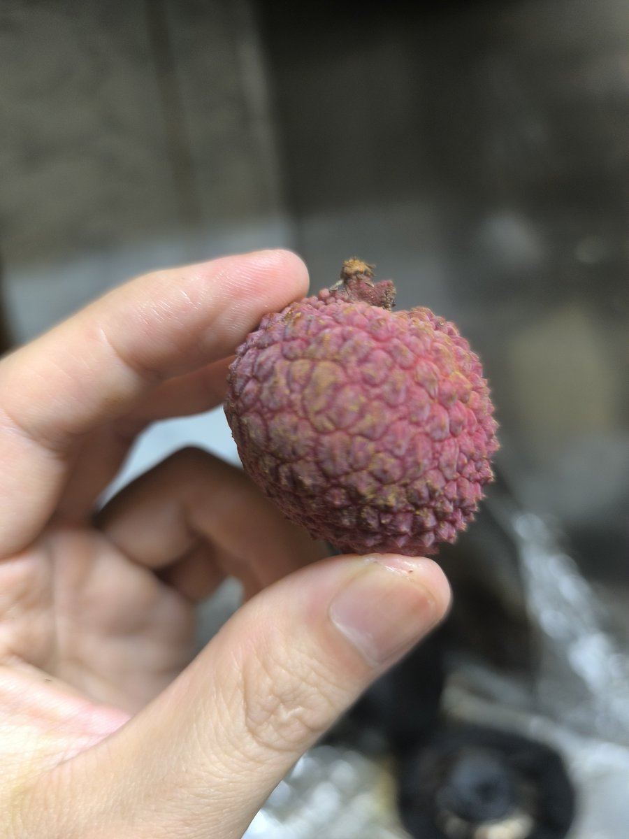 scientist_hid's tweet photo. プラパックの宮崎県産生ライチ

台湾の玉荷包より300円くらい高いけど酸っぱいしシャキシャキしている。

こんなの売ってたら2回目から誰も買わなくなるよ。

糖度14台しかいないし、国産だからこそ海外産より完熟で出さないと国産の付加価値下がるだけ。

国産ライチ=不味いになってしまう。 https://t.co/dF4wdFIGrd