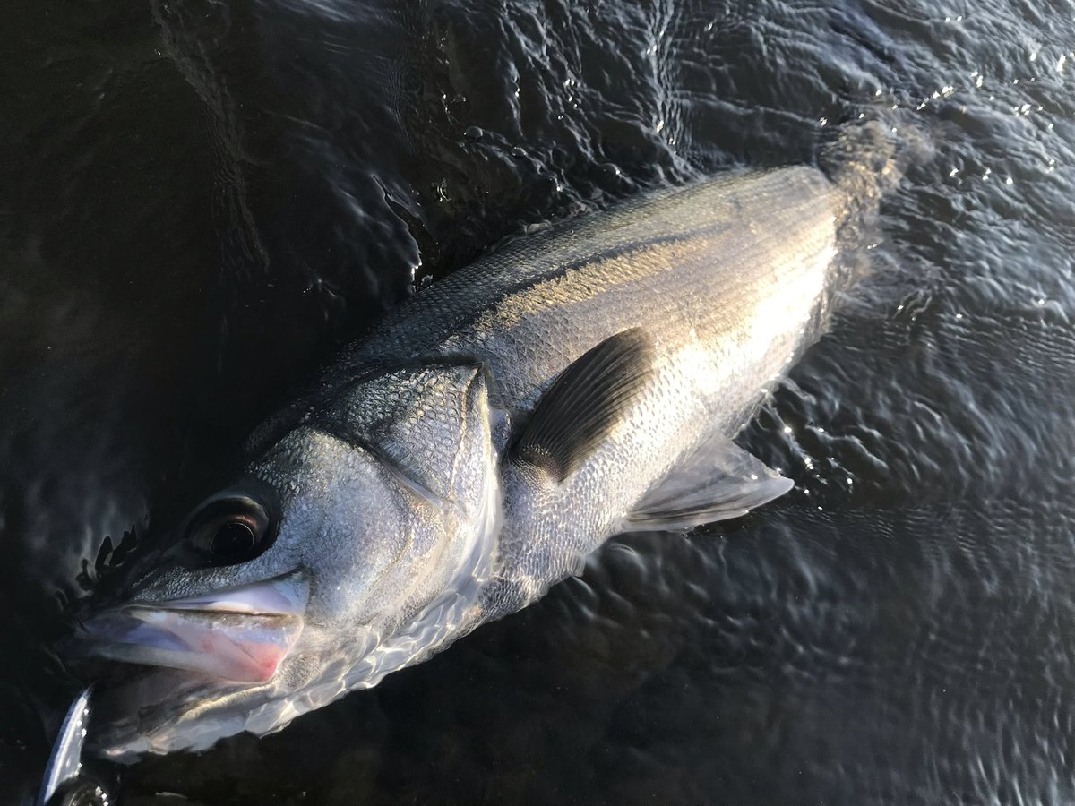 naoPokego1's tweet photo. 今年はジョルティ使わないようにしてます。
釣れるから。
で、やっぱり釣れた（笑）
手前は反応無くメタシャで2バラし。でも良さそうなサイズ感なのでジョルティで取りに行って、今シーズン初ランカー^ - ^
コンディションもgood!
#MMS-992TR
#BlueBlue
#ジョルティ22
#秋田
#雄物川
#シーバス https://t.co/PSPweGyPzJ