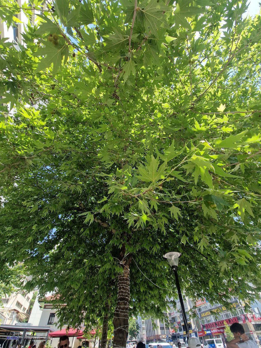 pulmonata_'s tweet photo. Çankaya Belediyesi önündeki iki çınarın gölgesinde her gün yüzlerce insan yazın sıcağında adeta hayat buluyor. Kızılay’da onların yerini tutan tek bir gölge bile yok neredeyse. İnsanlar duraklarda kavurucu sıcağa mahkum..
Ağaçların dibi küllük olmuş, yerler çöp içinde of. https://t.co/fVBBqjBKRl