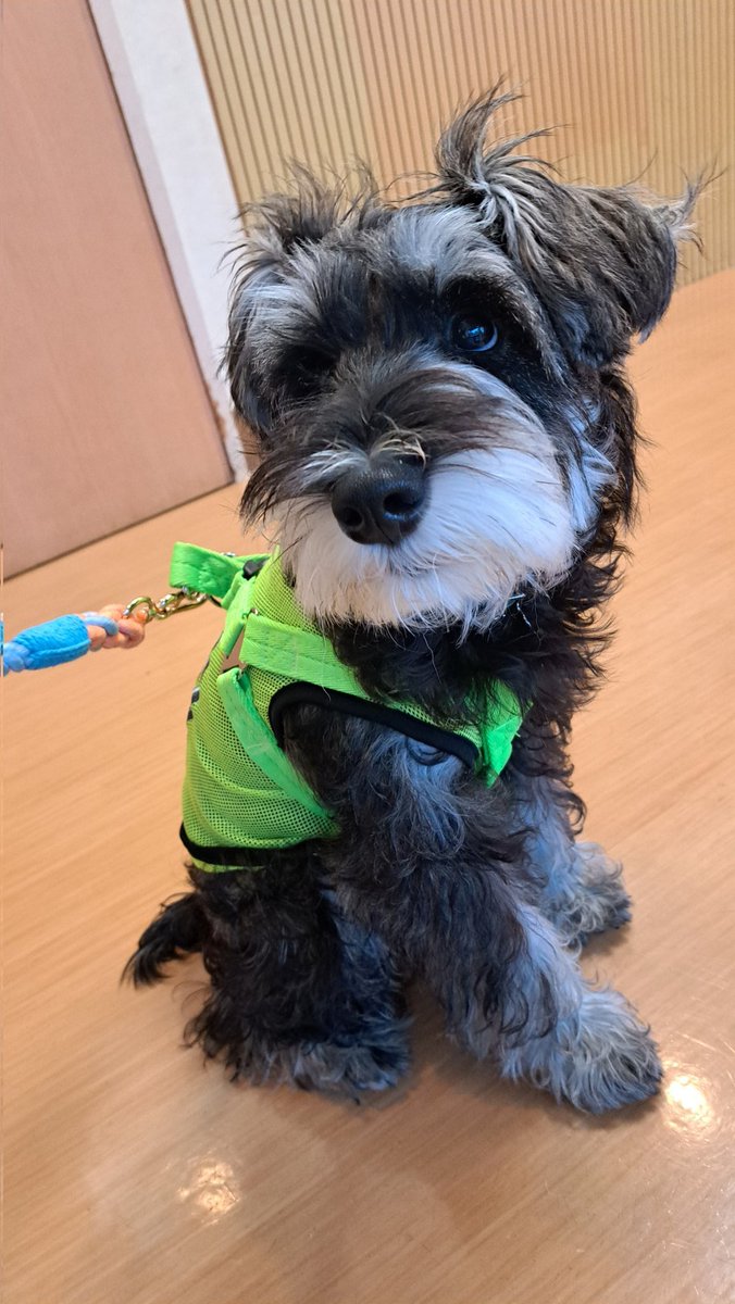 harumorumoru_'s tweet photo. まるくん、お腹の調子が悪いので病院へ
お尻触られるとギャンするし注射はキャンキャンしまくりでした
先生にるいくんは検温も注射もいっぱいだったのになかずに頑張ってたねって言われて家で泣いた https://t.co/HQRP33x0G4