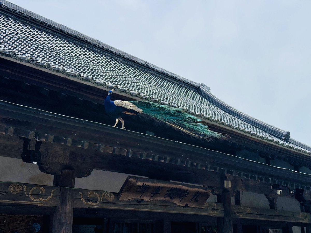 papi_eru_14's tweet photo. 雨引観音いってきました！その１

紫陽花にまぎれて2羽お昼寝してますｗ
孔雀の鳴き声はじめて聞きました https://t.co/UwjljyErqG