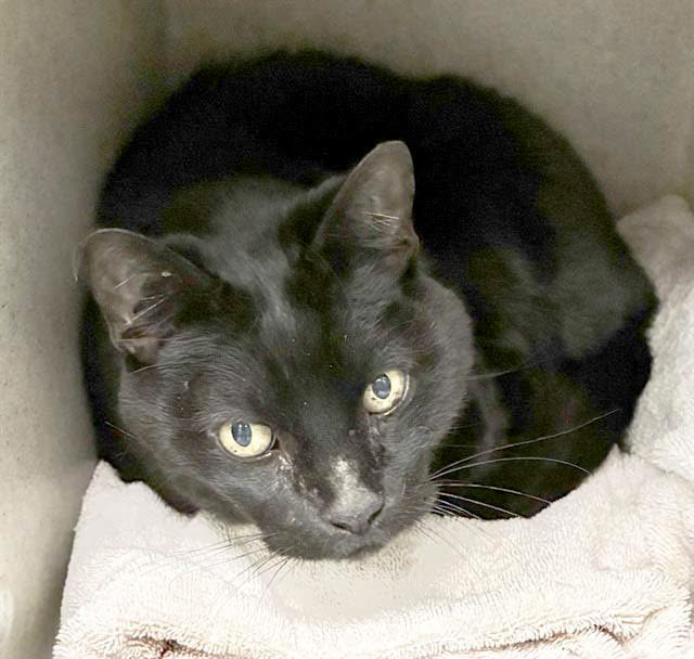 lordi1960's tweet photo. https://t.co/4446BvztiB
❤️ZURI -- ID# A845440

Temperament: FRIENDLY - MEDICAL WAIVER

I am a Neutered male black Domestic Shorthair.

The shelter staff think I am about 8 years old.

I have been at the shelter since June 13, 2026.

I will be available for adoption or rescue on June 18, 2026.

I am currently at Devore Shelter in San Bernardino County, California.

If you would like to go down to the shelter to adopt this cat yourself,
please visit or call:

Devore Animal Shelter
19777 Shelter Way
Devore, CA 92407
Voice: (909) 386-9820 - press 2