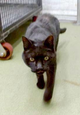 lordi1960's tweet photo. https://t.co/4446BvztiB
❤️ZURI -- ID# A845440

Temperament: FRIENDLY - MEDICAL WAIVER

I am a Neutered male black Domestic Shorthair.

The shelter staff think I am about 8 years old.

I have been at the shelter since June 13, 2026.

I will be available for adoption or rescue on June 18, 2026.

I am currently at Devore Shelter in San Bernardino County, California.

If you would like to go down to the shelter to adopt this cat yourself,
please visit or call:

Devore Animal Shelter
19777 Shelter Way
Devore, CA 92407
Voice: (909) 386-9820 - press 2