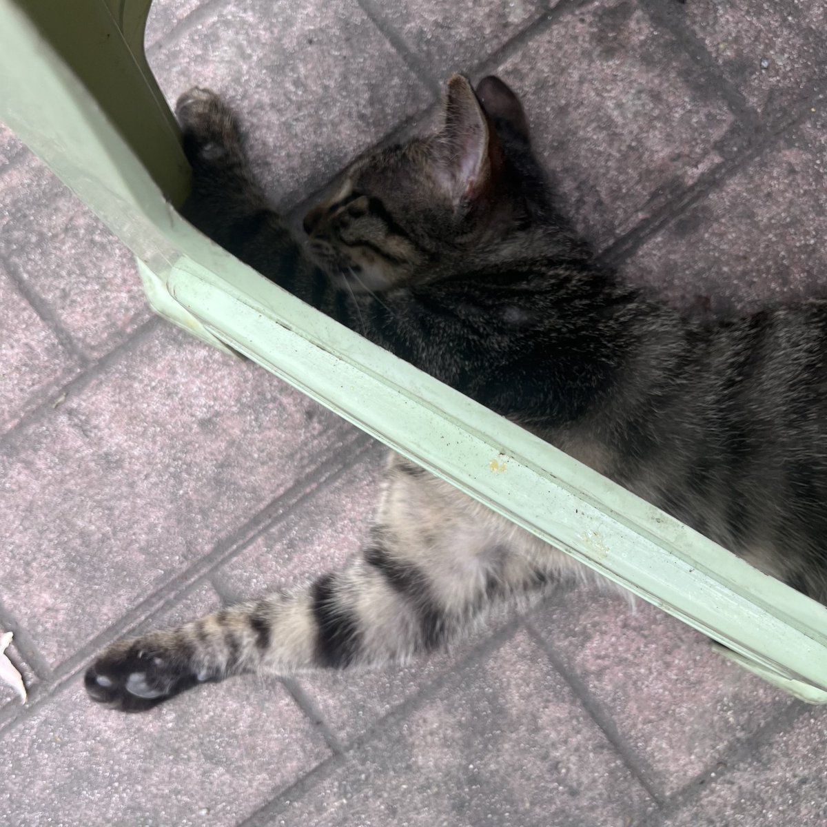 Frans0as's tweet photo. 日常遇到的可爱小猫们3.0 https://t.co/wSy4WM4J3R