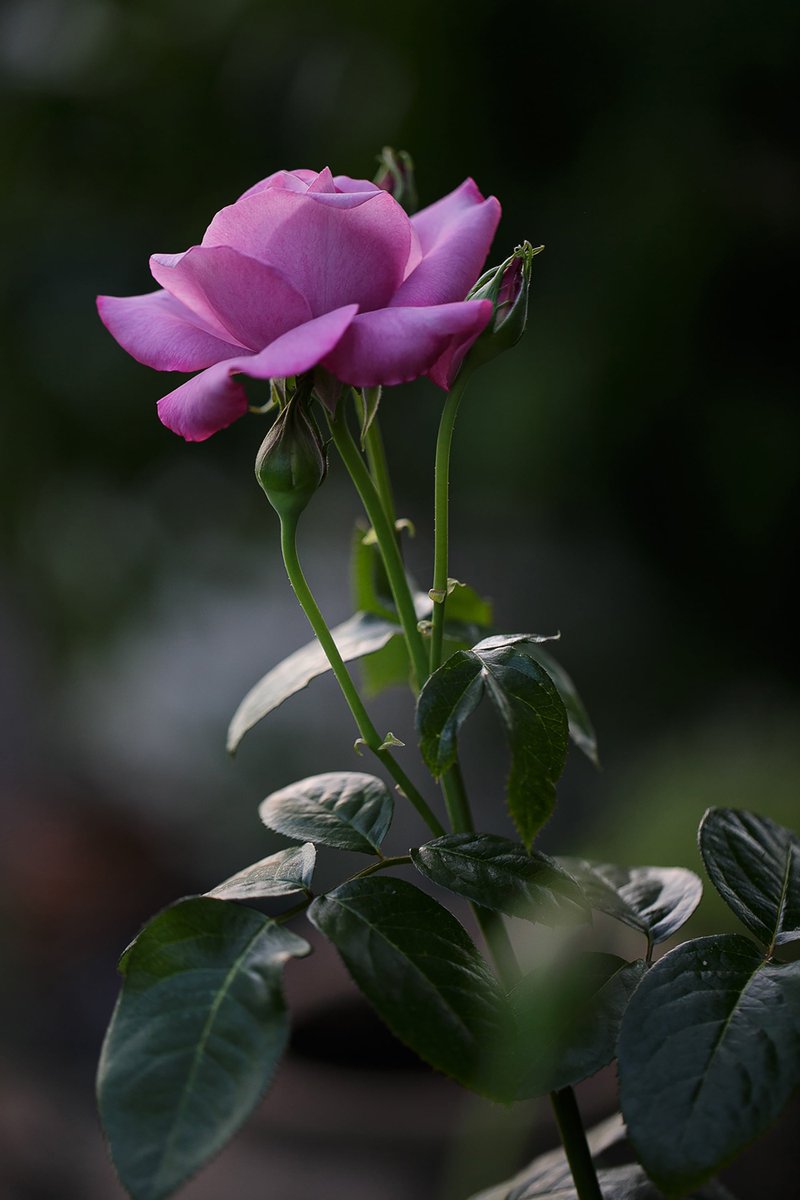 ktanimara2026's tweet photo. #GardenRoses #FlowerPhotography #AustralianWinter
Photo by x_olivia_x at Pixabay, Brisbane, Australia, June 21, 2026
#GardeningTwitter #GardeningX https://t.co/CtnDsMAJFP