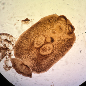 Fish_Worms_Lab's tweet photo. 昨日に引き続きうまく行ったお試し染色です。
これも記載できそうなくらいうまく染まっていました。

どこかにDNAのデータがあったはず。
探してみるか・・・。

何の寄生虫なのかは、以下の動画でご確認を！
https://t.co/CdPn28Pvat https://t.co/GdrncqSM4V
