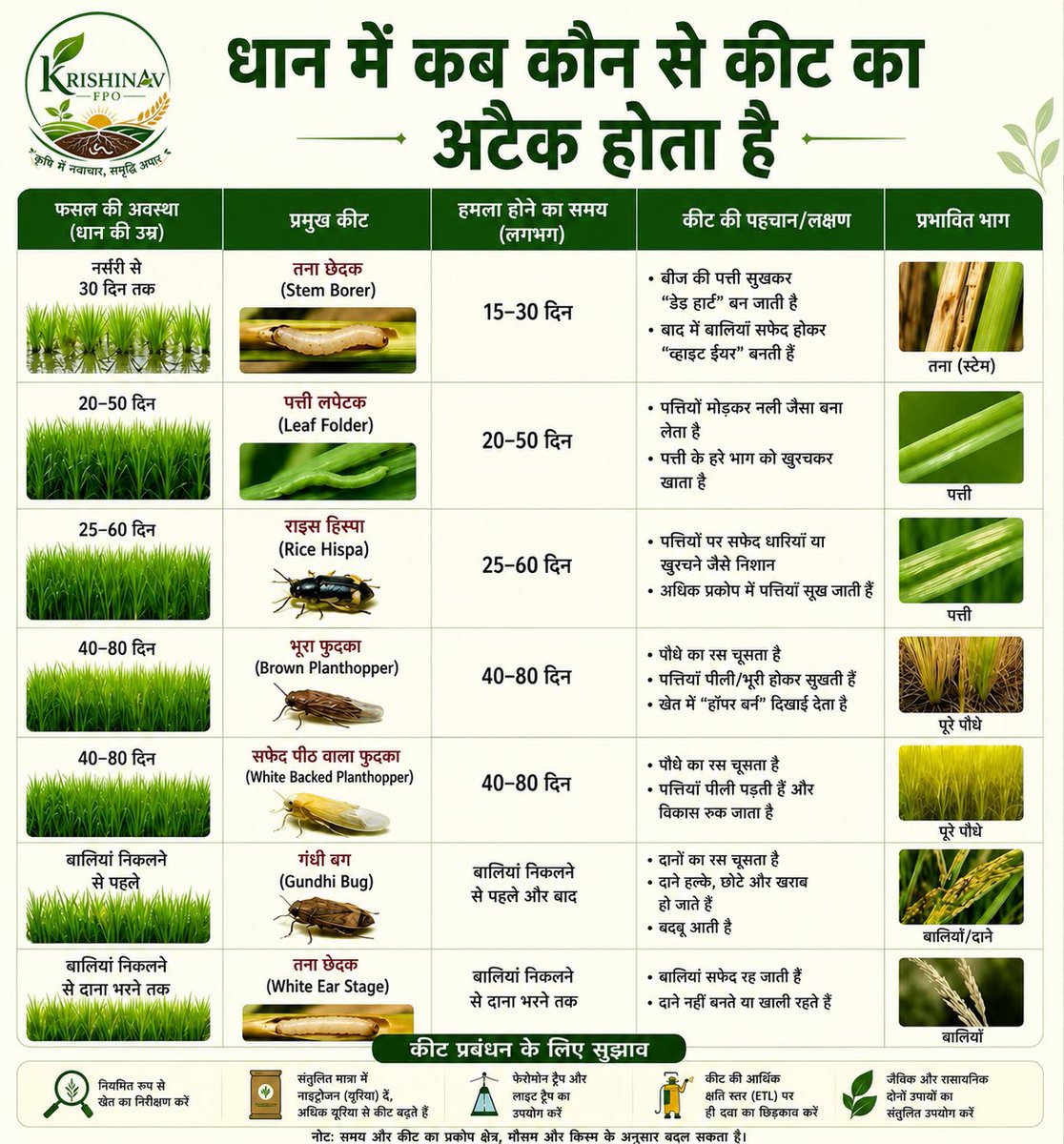 krishinavfpo's tweet photo. 🌾 धान की फसल में विभिन्न अवस्थाओं पर अलग-अलग कीटों का प्रकोप होता है। समय पर पहचान और उचित प्रबंधन से नुकसान कम किया जा सकता है।
किसान भाइयों के लिए उपयोगी जानकारी। 👇
@AgriGoI @Agribih @sfacindia
#KrishinavFPO #Paddy #RiceFarming #Kisan #Agriculture #CropProtection #Farmers https://t.co/iN5TPECvXo
