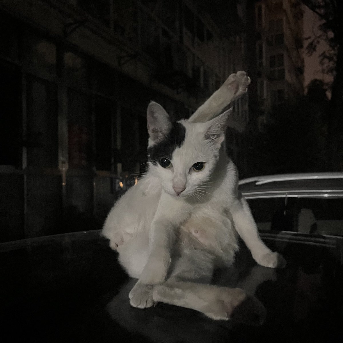 Frans0as's tweet photo. ���常遇到的可爱小猫们5.0（这只是猫妈妈 https://t.co/9ZqTaLIo9L