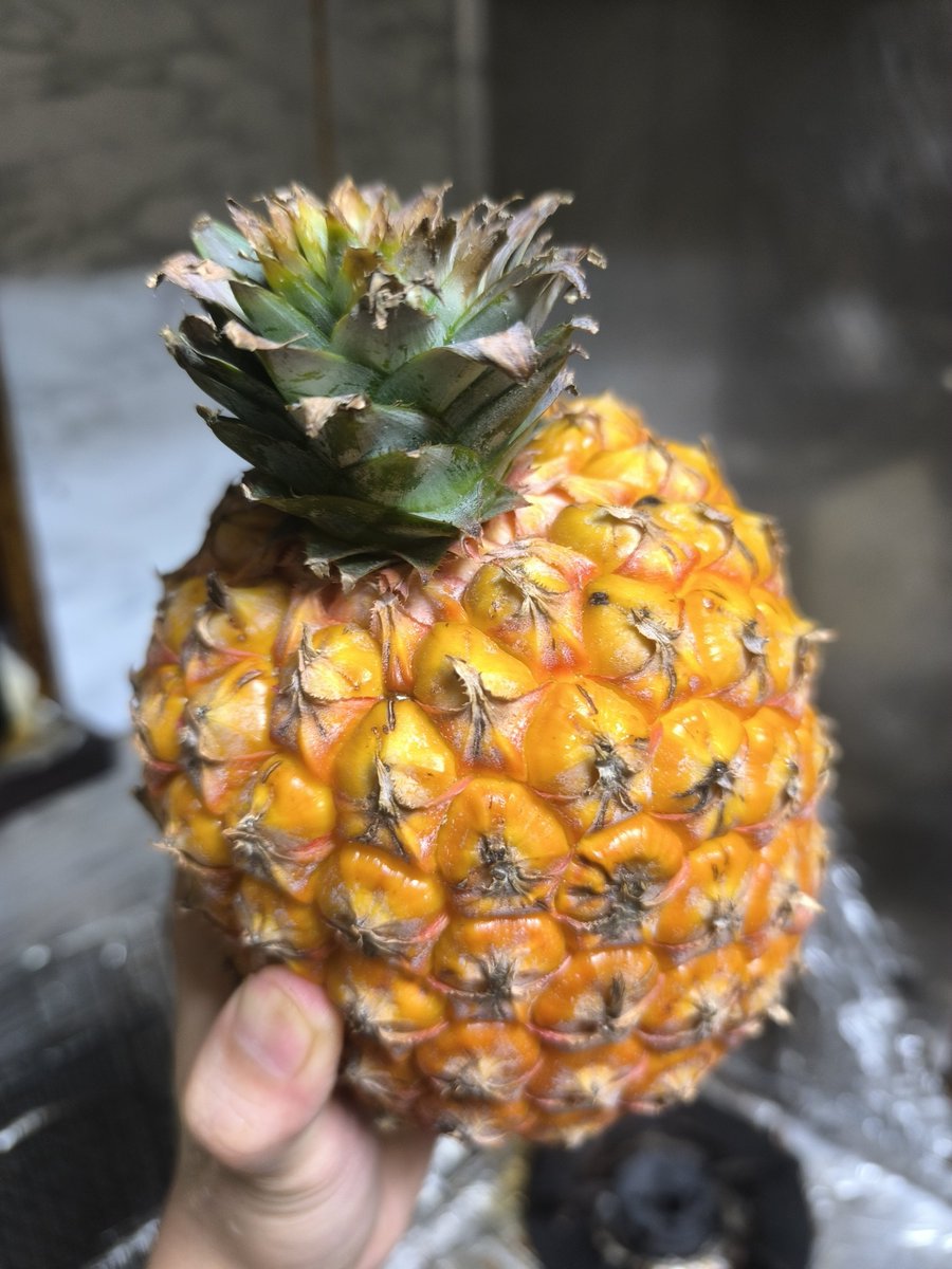 scientist_hid's tweet photo. 台湾産マンゴーパイン（台農23号）

酸味が弱く糖度が高い、マンゴーの香りがするらしいがパイナップルの香りがする。

芯は硬いらしいが柔らかい。

これはハズレがなくてなかなかの良品種。 https://t.co/tBzWvkrGyq