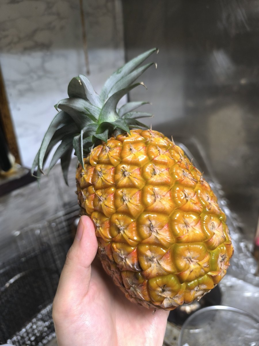 scientist_hid's tweet photo. サンドルチェ

特徴的な甘い香りと、非常に強いタンパク質分解酵素で口内を溶かす美味さ。

甘いが口がヒリヒリする。

この感覚はスナックパイン並みだな。

香りと味はかなり良い。 https://t.co/7ZcQuTWZo8
