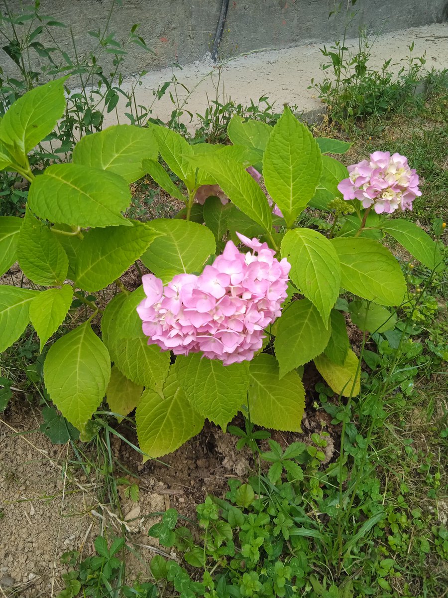 fsqs_'s tweet photo. あたしの紫陽花たちが咲いてた!!!! https://t.co/Tco23ejtN8