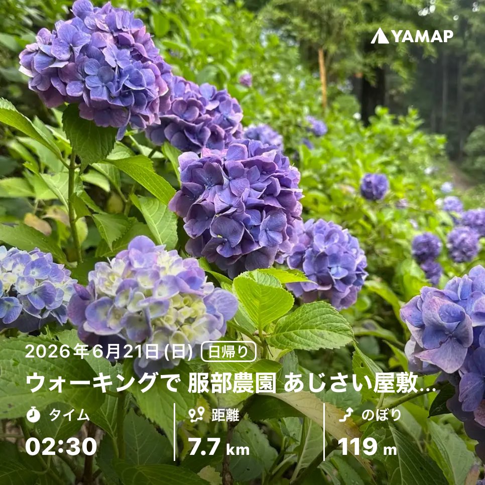 otou's tweet photo. ウォーキングで 服部農園 あじさい屋敷🔴🟣🔵⚪️ https://t.co/ua9gB6Mhlm #YAMAP #山歩しよう

こうい���個人の想いで整備していった場所ってなんか好き！ https://t.co/ATSRCDZWqn