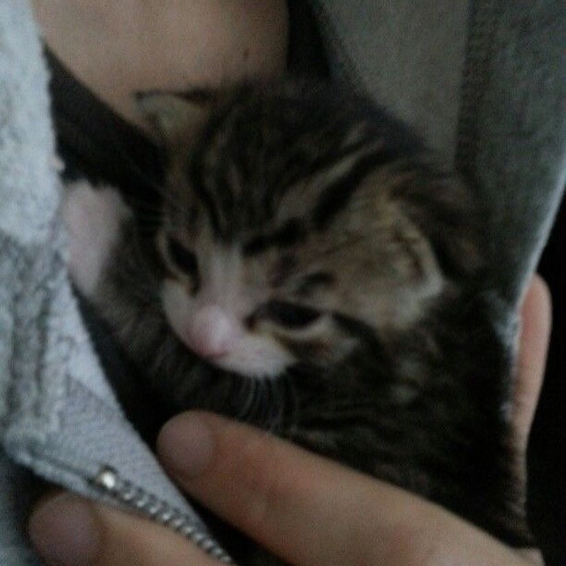 daily cats ♡ tweet media